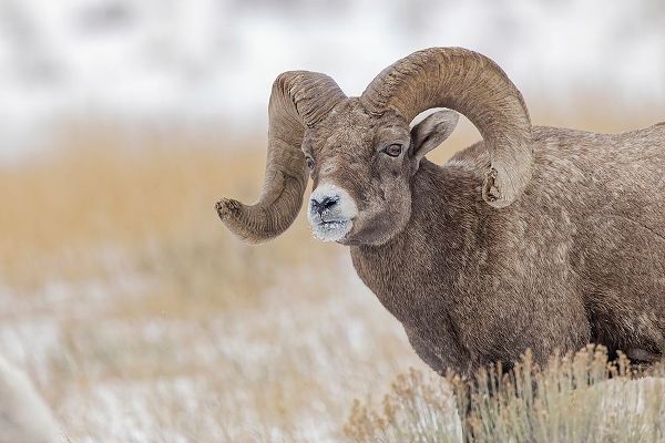 Jones, Adam 아티스트의 Bighorn sheep in winter Grand Teton National Park-Wyoming작품입니다.